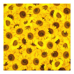 Sonnenblumen Fotodruck