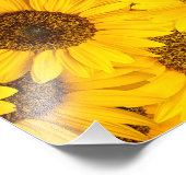 Sonnenblumen Fotodruck (Ecke)