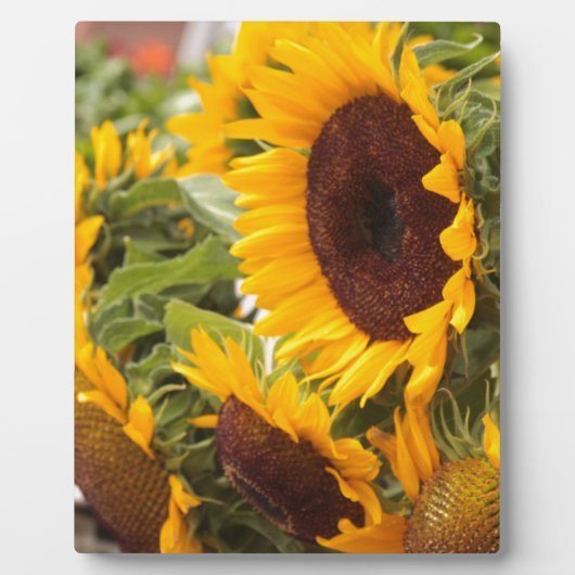 Sonnenblumen! Fotoplatte (Vorderseite)