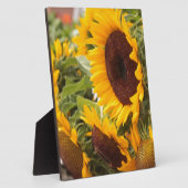 Sonnenblumen! Fotoplatte (Seite)