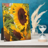 Sonnenblumen! Fotoplatte (Seite)