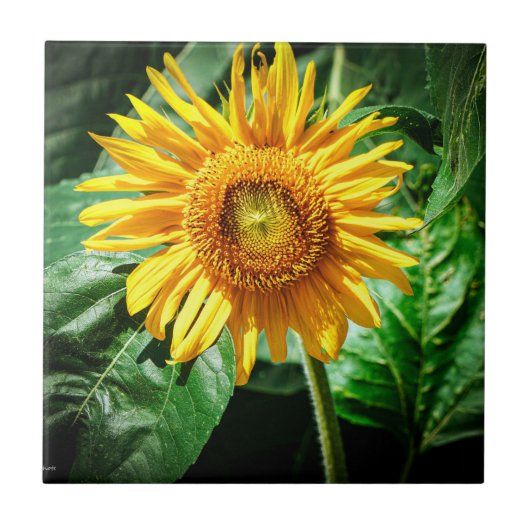 Sonnenblumen Freude Fliese (Vorderseite)