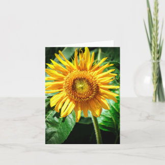 Sonnenblumen Freude Karte