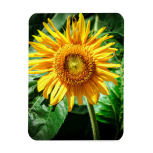 Sonnenblumen Freude Magnet