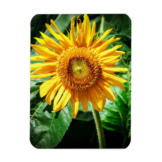 Sonnenblumen Freude Magnet (Vertikal)