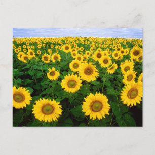Sonnenblumen für immer postkarte