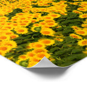 Sonnenblumen Galore Poster (Ecke)