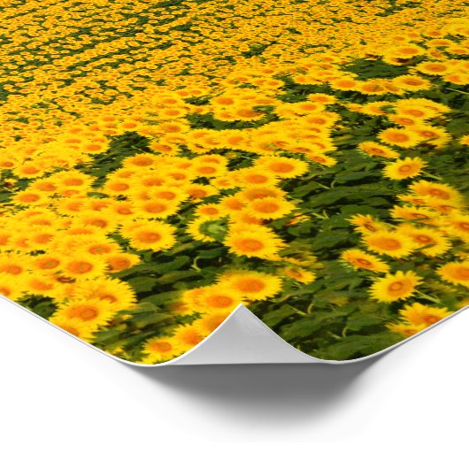 Sonnenblumen Galore Poster (Ecke)