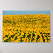 Sonnenblumen Galore Poster (Vorne)