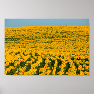 Sonnenblumen Galore Poster