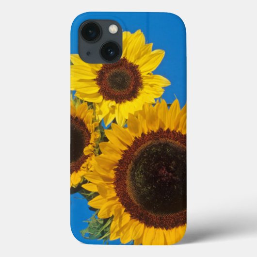 Sonnenblumen gegen blauen Zaun Case-Mate iPhone Hülle (Rückseite)