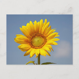 Sonnenblumen gegen Blue Sky Postcard Postkarte