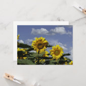 Sonnenblumen gegen einen blauen Himmel - flache Gr Karte (Vorderseite/Rückseite Beispiel)