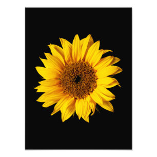 Sonnenblumen-Gelb auf Schwarz - Individuelle Sonne Fotodruck