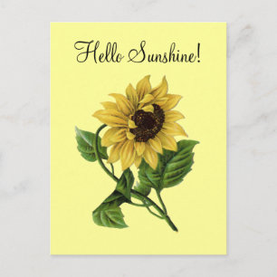 Sonnenblumen-Gelb im Vintage-Stil - Postkarte
