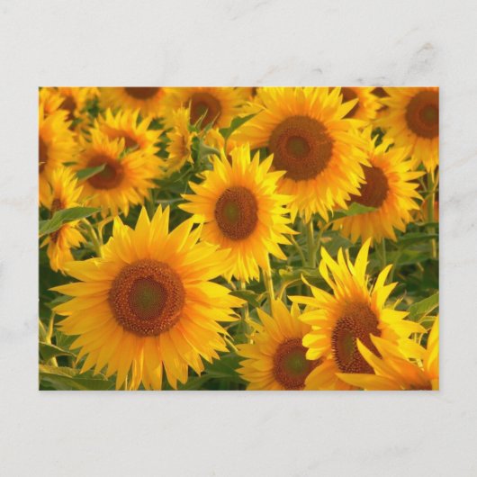 Sonnenblumen Gelbe Blüten - Danke, Liebe Postkarte (Vorderseite)
