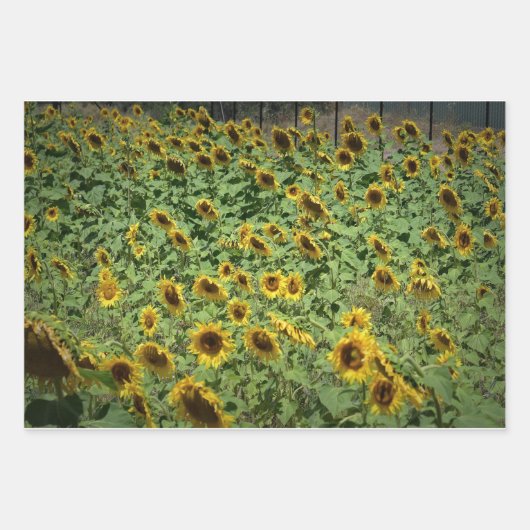 Sonnenblumen Geschenkpapier Set (Vorderseite)