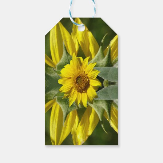 Sonnenblumen-Geschmackskust. Textübergabetag Geschenkanhänger (Rückseite)