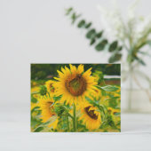Sonnenblumen gestrichen postkarte (Stehend Vorderseite)