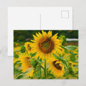 Sonnenblumen gestrichen postkarte (Vorne/Hinten)