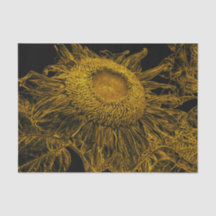 Sonnenblumen Golden Yellow Black Vintage Blumenart