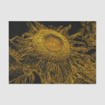 Sonnenblumen Golden Yellow Black Vintage Blumenart