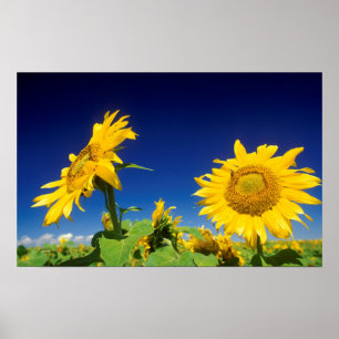 Sonnenblumen (Helianthus Annuus), bei Senekal Poster