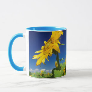 Sonnenblumen (Helianthus Annuus), bei Senekal Tasse