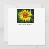 Sonnenblumen-Herrlichkeit (Rückseite)