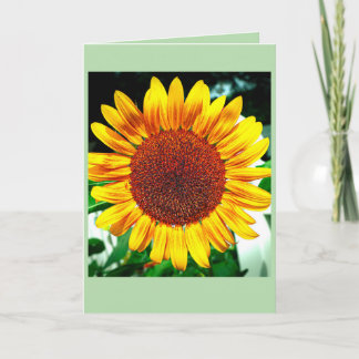 Sonnenblumen-Herrlichkeit Karte
