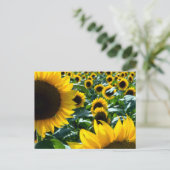 Sonnenblumen (Himawari): Japan Postkarte (Stehend Vorderseite)