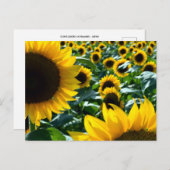 Sonnenblumen (Himawari): Japan Postkarte (Vorne/Hinten)
