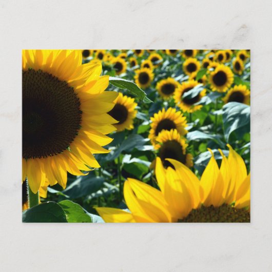Sonnenblumen (Himawari): Japan Postkarte (Vorderseite)