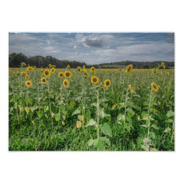 "Sonnenblumen Himmel" Fotografie