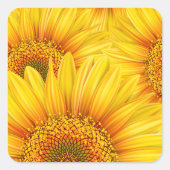 Sonnenblumen-Hintergrundkleber Quadratischer Aufkleber (Vorderseite)