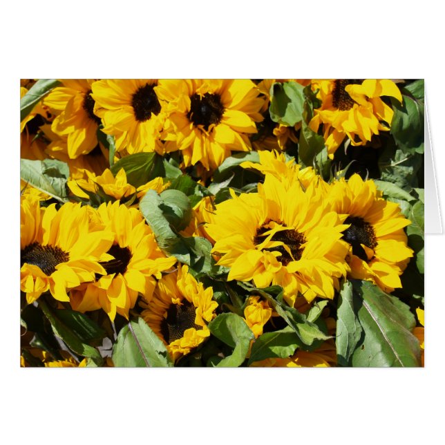 Sonnenblumen im Dutzend (Vorderseite (Horizontal))