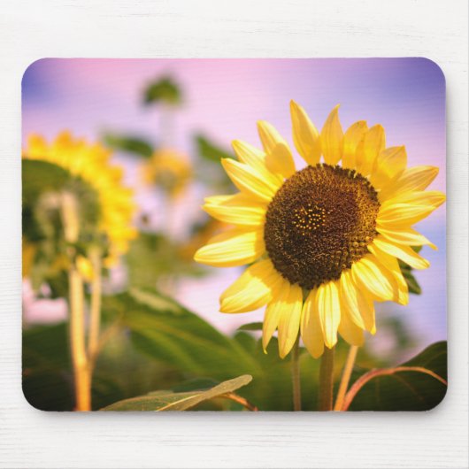 Sonnenblumen im RHS Wisley Botanischer Garten Mousepad (Vorne)
