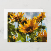 Sonnenblumen im Sommer Feiertagspostkarte (Vorne/Hinten)