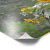 Sonnenblumen im Sommer Regen Foto drucken (Ecke)