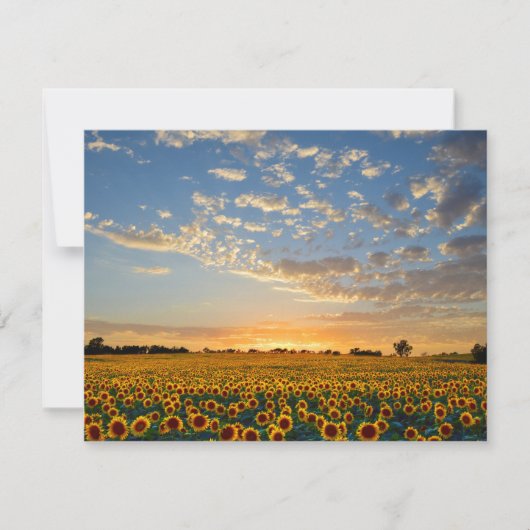 Sonnenblumen im Sonnenuntergang (Vorderseite)