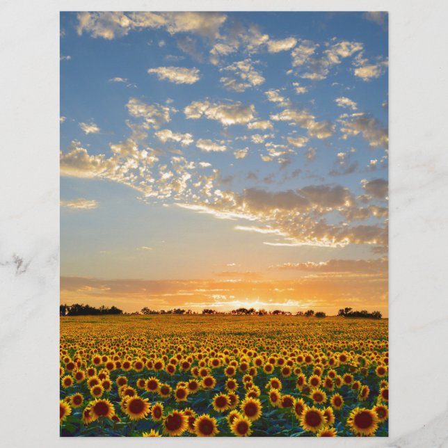 Sonnenblumen im Sonnenuntergang (Vorderseite)