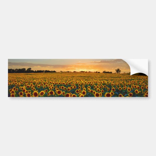 Sonnenblumen im Sonnenuntergang Autoaufkleber (Vorne)