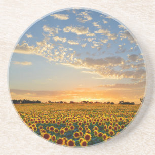 Sonnenblumen im Sonnenuntergang Getränkeuntersetzer