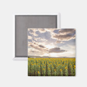 Sonnenblumen im Sonnenuntergang Magnet (Vorderseite/Rückseite)