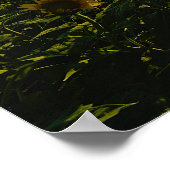 Sonnenblumen im Sonnenuntergang Poster (Ecke)