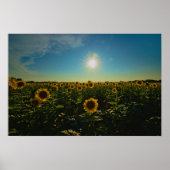 Sonnenblumen im Sonnenuntergang Poster (Vorne)