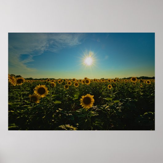 Sonnenblumen im Sonnenuntergang Poster (Vorne)
