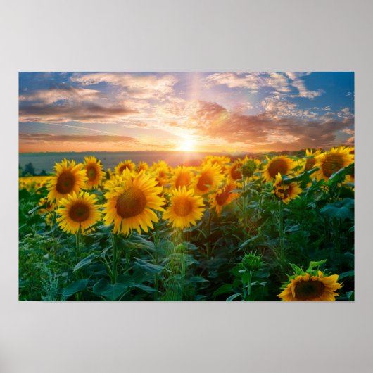 Sonnenblumen im Sonnenuntergang Poster (Vorne)