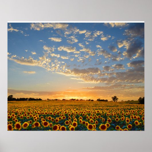 Sonnenblumen im Sonnenuntergang Poster (Vorne)