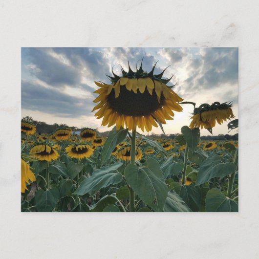 Sonnenblumen im Sonnenuntergang Postkarte (Vorderseite)